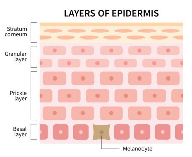 epidermis illüstrasyon izole beyaz arka plan üzerinde Katmanlar. cilt ve sağlık kavramı