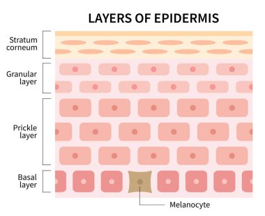 layers of epidermis illustration isolated on white background. skin and health care concept clipart