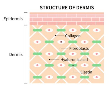 DermIS illüstrasyon izole beyaz arka plan üzerinde hücrelerinin yapısı. cilt ve sağlık kavramı
