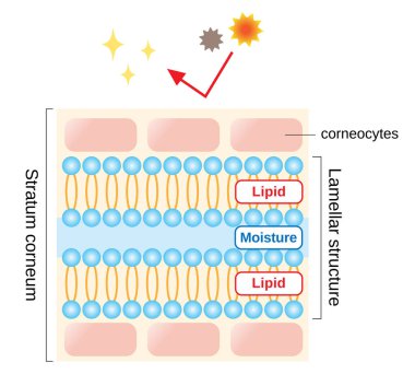 structure of stratum corneum and lamellar structure, which play the protective role for skin barrier functions. beauty and skin care concept clipart