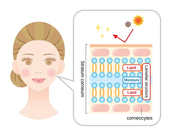 Healthy Skin Diagram Woman Face Structure Stratum Corneum Lamellar Structure — Stock Vector