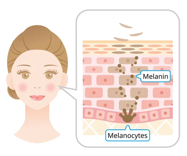 Mechanizmus Bőrsejtek Forgalmi Illusztráció Melanin Melanociták Emberi Bőr Réteg Arcát — Stock Vector