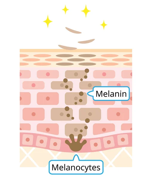 Mecanismo Ilustração Turnover Das Células Pele Melanina Melanócitos Camada Pele — Vetor de Stock