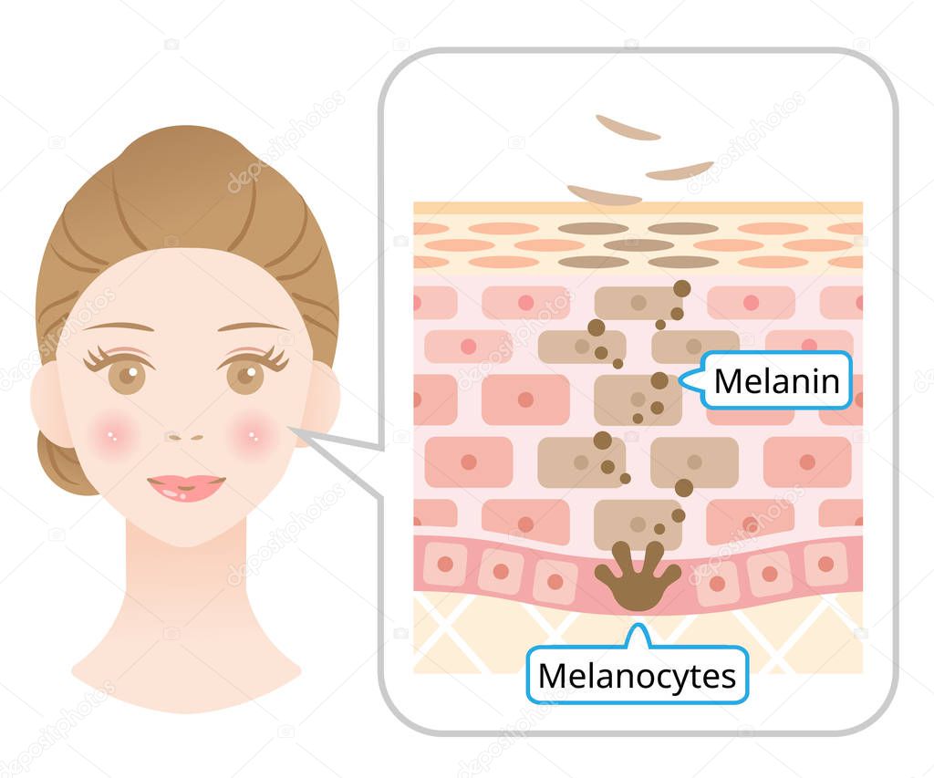 mechanism of skin cell turnover illustration. Melanin and melanocytes in human skin layer with woman face. beauty and skin care concept