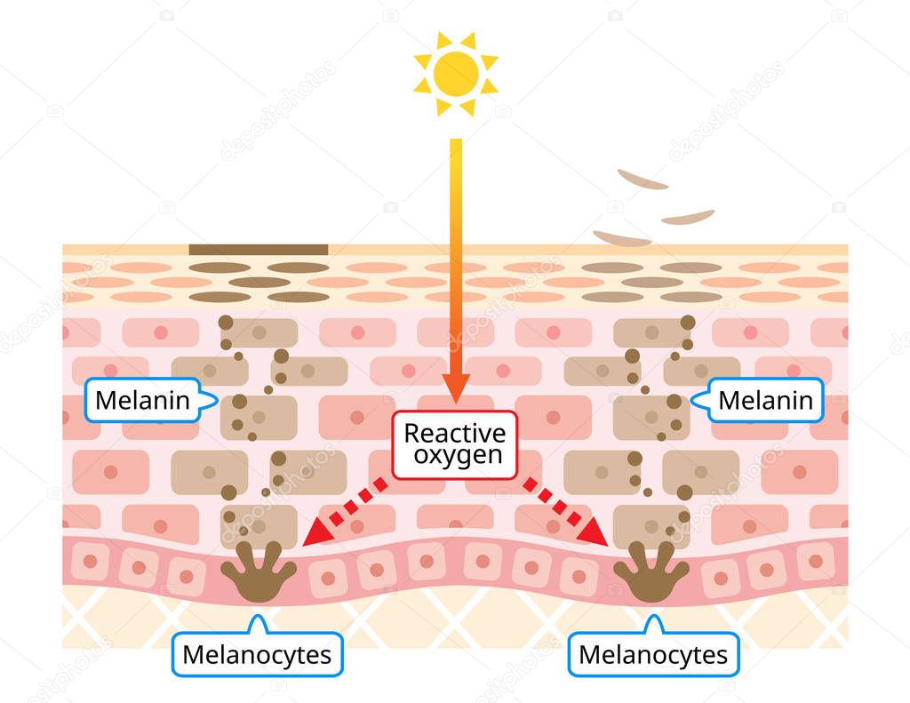 mechanism of skin cell turnover and facial dark spots. Melanin and melanocytes in human skin layer. beauty and skin care concept