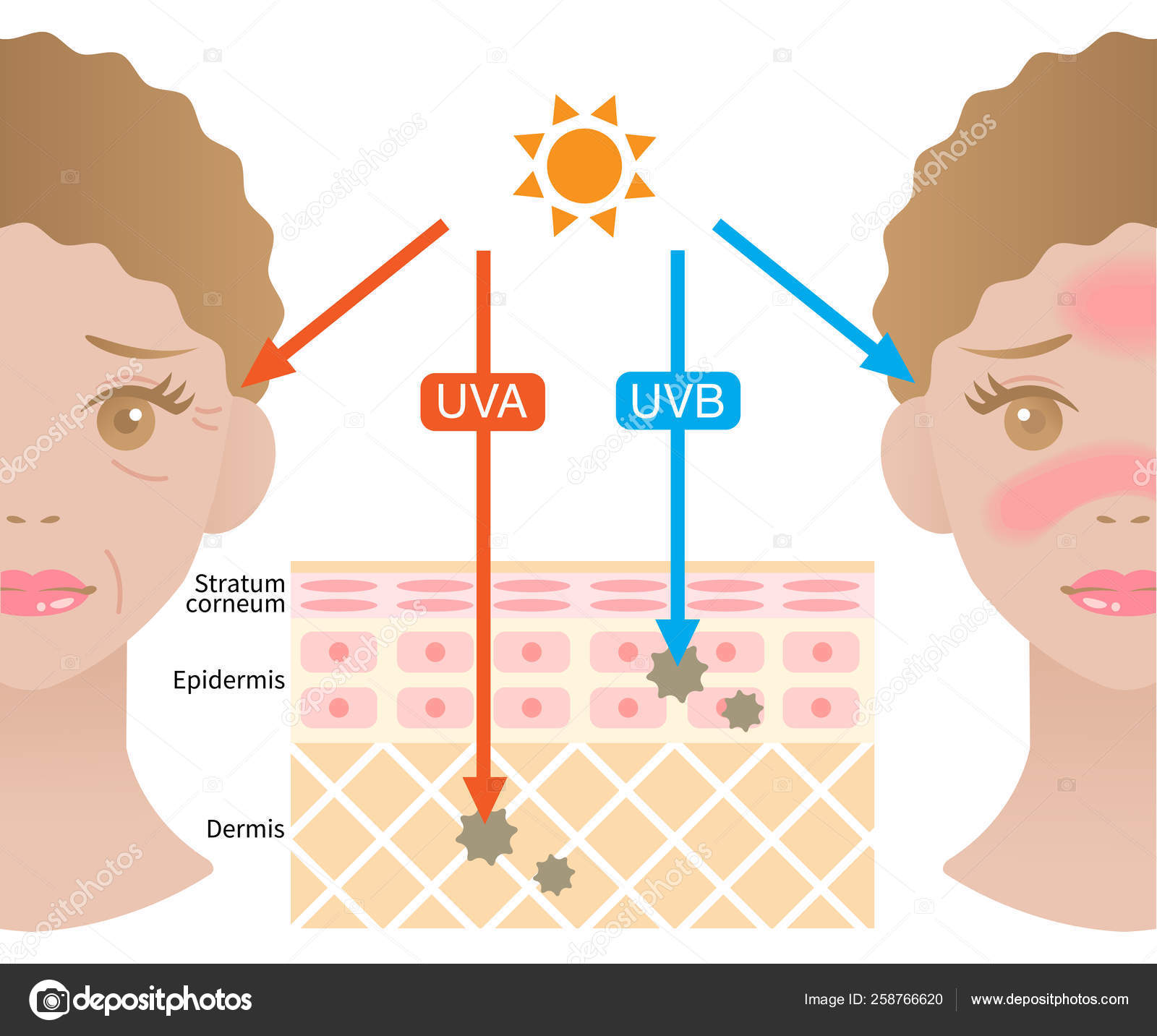 Infografisk Illustration Forskellen Mellem Uva Uvb Stråler Indtrængning
