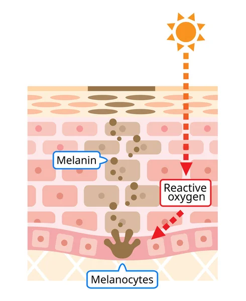 皮膚細胞回転図のメカニズム ヒトの皮膚層を有するメラニンとメラノサイト 美容とスキンケアのコンセプト — ストックベクタ