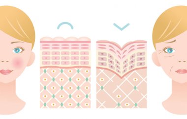 kadın yüzü ile genç cilt ve yaşlı cilt bilgi grafik deri tabakası illüstrasyon. güzellik ve cilt bakım konsepti