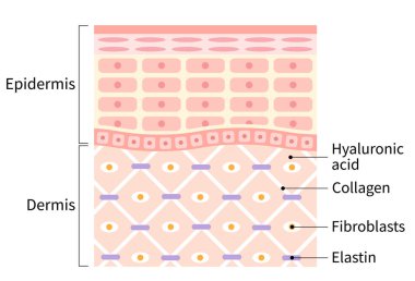 diagram of healthy skin cell and layer. Beauty skin care concept clipart