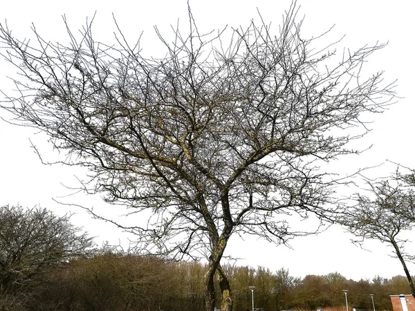 Doğadan Gerçekçi Ağaç Siluet — Stok fotoğraf