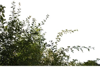 Gerçekçi siluet bush ile beyaz arka plan üzerinde bırakır