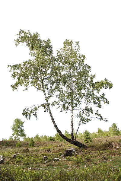 Realistic Birch Tree Silhouette Nature — Stock Photo, Image