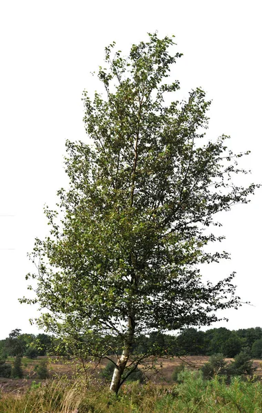 Realistic Birch Tree Silhouette — Stock Photo, Image