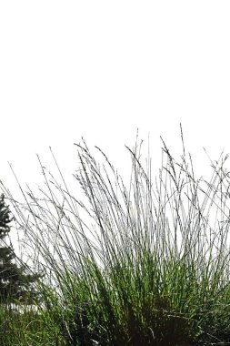 Doğadan gerçekçi çim siluetleri 