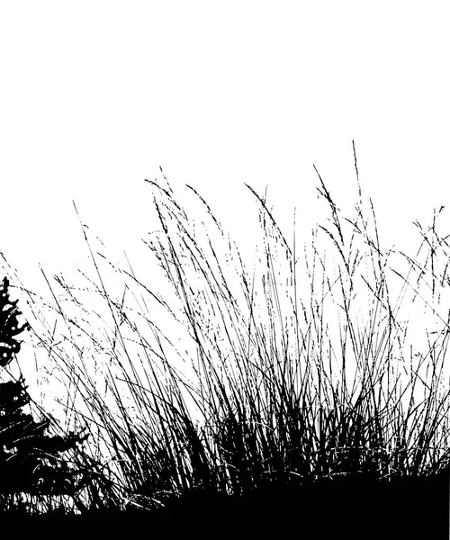 Realistiska Gräs Silhuetter Från Naturen Vektorillustration — Stock vektor