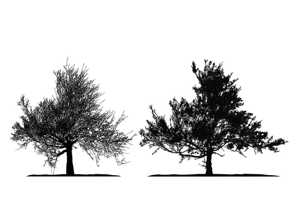 Ρεαλιστικό Δέντρο Σιλουέτα Tamarix Gallica Άσπρο Φόντο Εικονογράφηση Διάνυσμα — Διανυσματικό Αρχείο