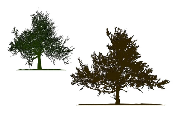 Silueta Realista Del Árbol Tamarix Gallica Sobre Fondo Blanco Ilustración — Vector de stock