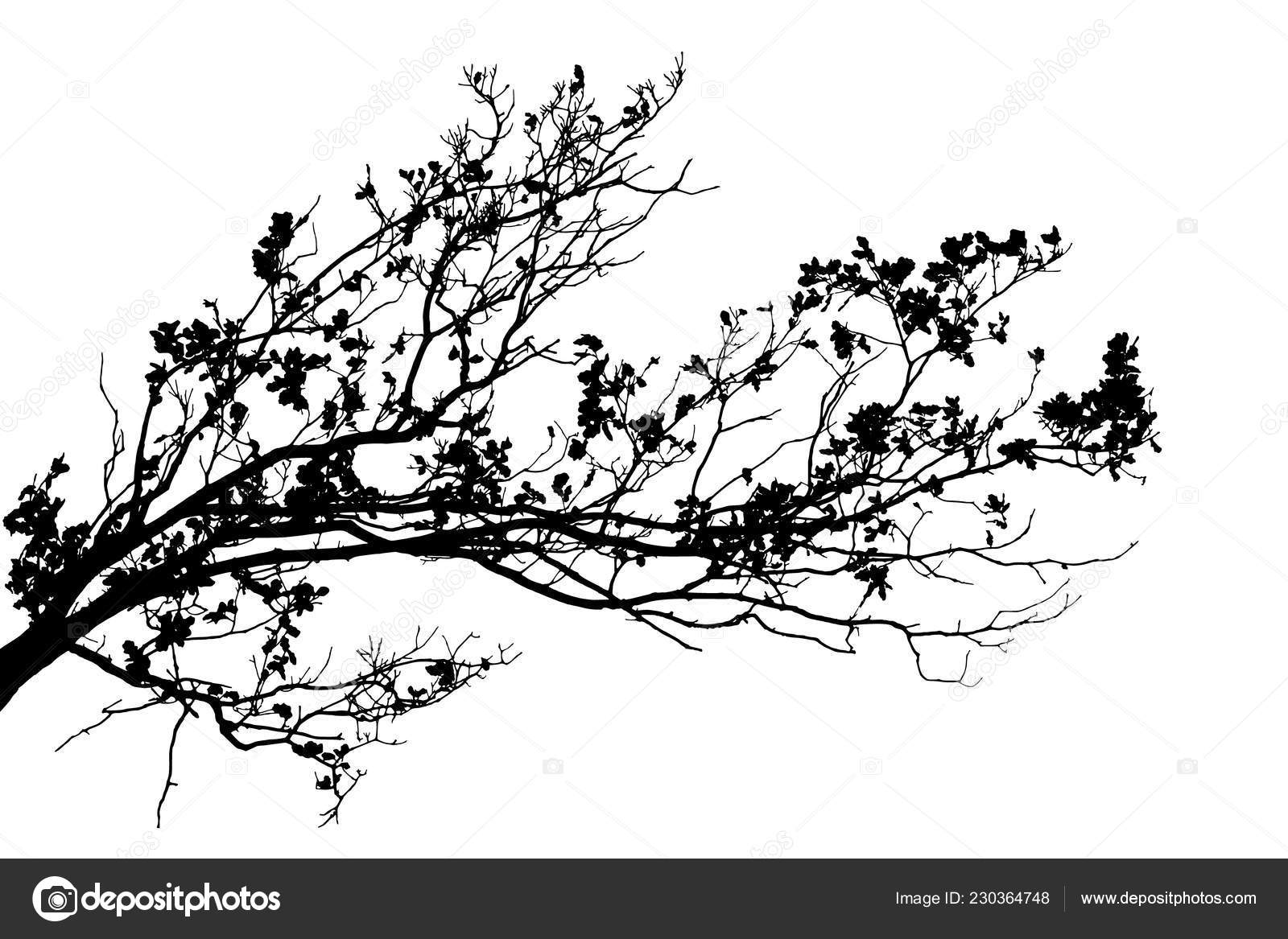 Realistic Oak Tree Branches Silhouette White Background Vector Illustration Vector Image By C Busurman Vector Stock