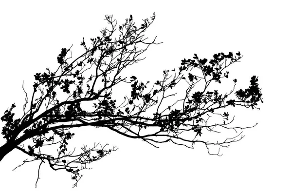 Realistic Oak Tree Branches Silhouette White Background Vector Illustration — Stock Vector