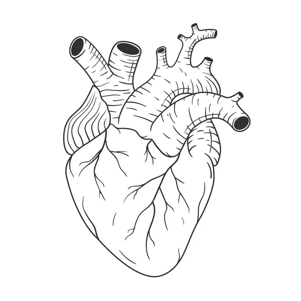 Emberi szív anatómiailag helyes kézzel rajzolt vonal art. Fekete-fehér rajz vektorgrafikus — Stock Vector