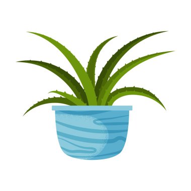 Güzel aloe, ev yapımı sulu saksı bitkisi. Beyaz arkaplanda vektör çizimi izole edildi. Moda ev dekorasyonu