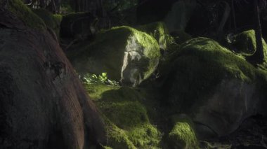 Ilıman yağmur ormanlarında kayaların üzerinde yeşil yosun yetişiyor. Yavaş çekim. 