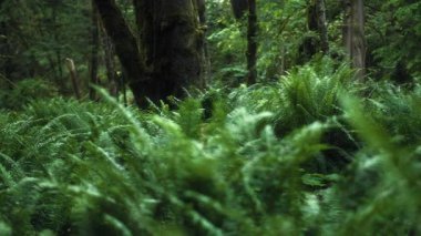 Yağmur ormanlarında ağaçların arasında yetişen bir sürü eğreltiotu var. Yavaş çekim. 