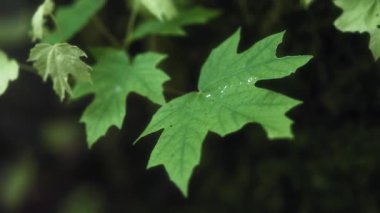 Ormanda yetişen akçaağaç yapraklarını kapatın. Yavaş çekim. 