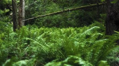 Yağmur ormanlarında yetişen bir sürü eğrelti otu var. Yavaş çekim. 