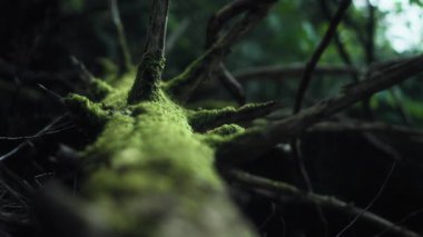 Ormandaki yeşil yosun kaplı ağaç dalında güneş ışığı parlıyor. Yavaş çekim. 