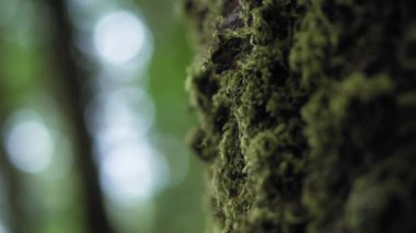 Ormandaki yosun kaplı ağaç gövdesini kapatın. Yavaş çekim. 