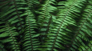 Ormandaki eğreltiotu yapraklarını kapatın. Doğal arka plan. Yavaş çekim. 