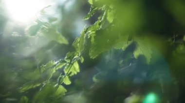 Ormandaki bir ağacın yeşil yaprakları üzerinde parlayan güneş ışığı, parlayan lensler. Yavaş çekim. 