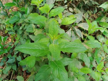 Lippia alba yeşil yaprakları izole edilmiş arka plan. Çalı çimen yeşili yaprak doğada. Köydeki Hierba Negatif bitkisi. 