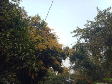 Bangladeş 'teki köy doğasında mango tomurcukları. Çiçekli mango ağacı. 