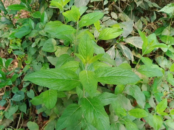 Lippia alba yeşil yaprakları izole edilmiş arka plan. Çalı çimen yeşili yaprak doğada. Köydeki Hierba Negatif bitkisi. 