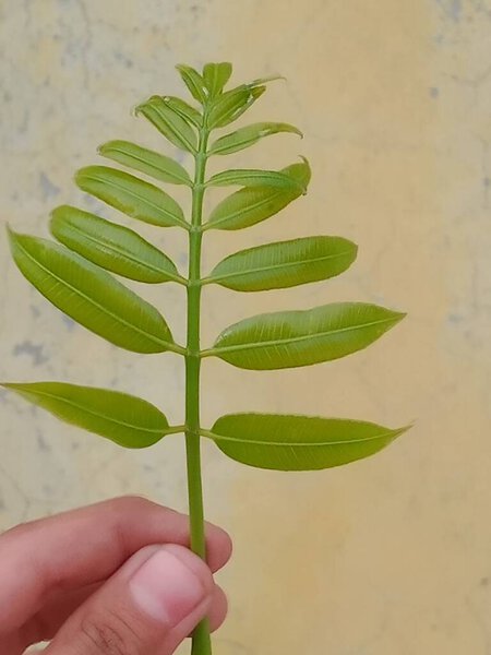 Spondias mombin green leaves on hand. Hog plum fruit's beautiful leaf. 