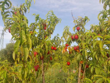 Yumuşak ciltli şeftali meyveleri, şeftali ağacında izole edilmiş yeşil yapraklar. Nektarin tropikal meyveler.