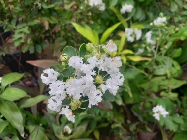 Yeşil arka planda, Beyaz Plantopia Furush Çiçeği. Bangladeş 'teki botanik bahçesinde bitkisel bitki. 