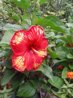 Yeşil yapraklı kırmızı amber çiçekleri izole edilmiş. Çin çiçekleri ve yaprakları. 