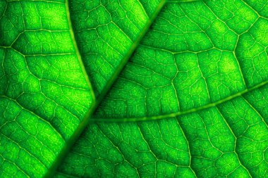Yeşil yaprak damarları makro closeup