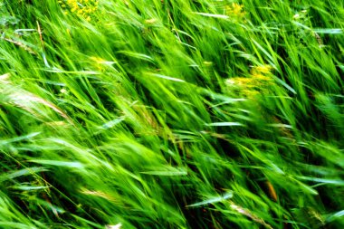 Yeşil Weeds rüzgar swaying