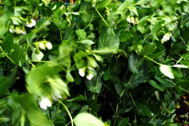 Şeker Snap PEA rüzgar üfleme