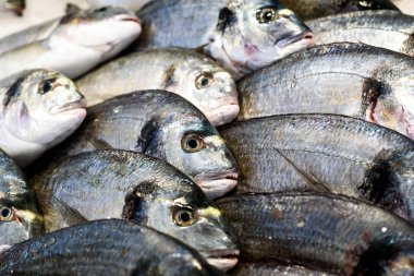Piyasada taze deniz Bream balık satırları
