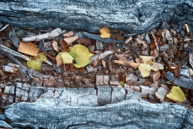 Sonbahar eski kütüğü üzerinde yaprakları