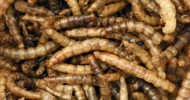 Closeup Macro of Mealworms Tenebrio molitor clipart