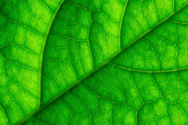 Yeşil yaprak damarları makro closeup