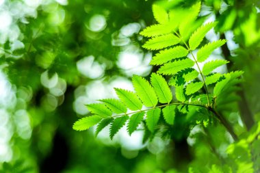 Yeşil orman güneş ışığı ile doğada yaprakları