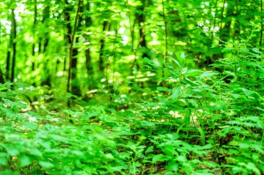 Yeşil yaprakları ile doğa ormanı arka plan