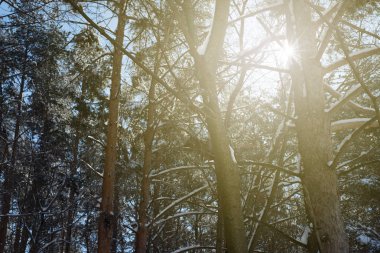 Snow Forest Ile Shining kış Sunlight